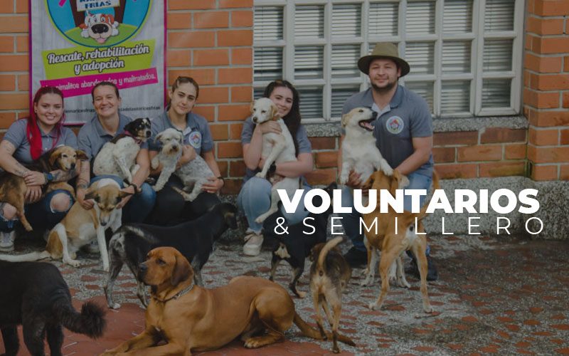 VOLUNTARIO